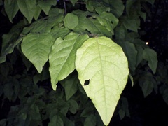Vaccinioideae