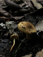 Leucopholiota
