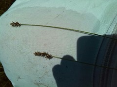 Carex diandra