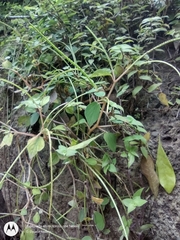 Peperomia sanjoseana