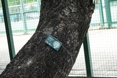 Acacia confusa