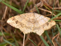 Psamatodes abydata