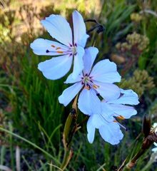 Aristea spiralis
