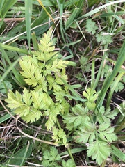 Anthriscus sylvestris