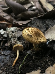 Leucopholiota