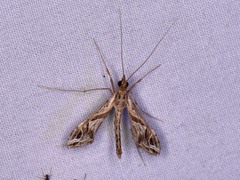 Lineodes integra