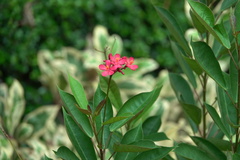 Jatropha integerrima