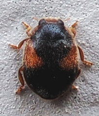 Coccinellidae