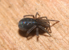 Phyxelididae