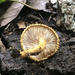 Leucopholiota