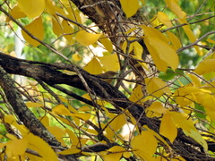 Phylloscopus trochiloides