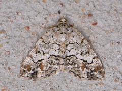 Macaria graphidaria