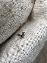 Eupithecia abbreviata