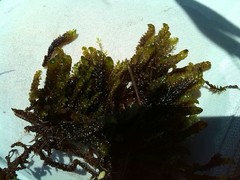 Scorpidium scorpioides