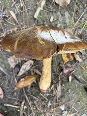 Boletus subvelutipes