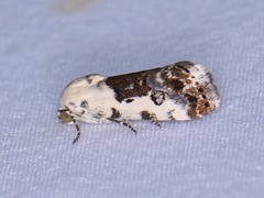 Ponometia phecolisca