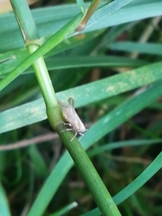 Dicranotropis hamata