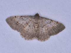 Frederickia nigricomma