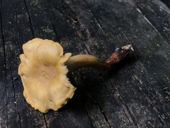 Cantharellus