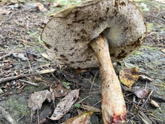 Boletus subvelutipes