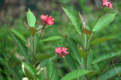 Jatropha integerrima