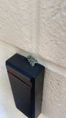 Lacinipolia laudabilis