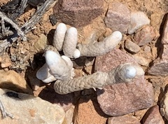 Anacampseros papyracea