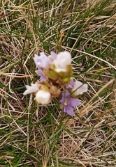 Gentianaceae