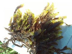 Scorpidium scorpioides