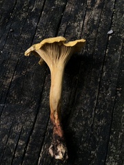 Cantharellus