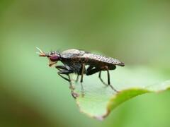 Coremacera marginata