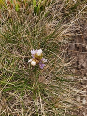 Gentianaceae