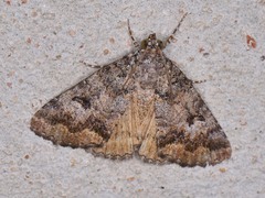 Eubolina impartialis