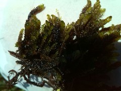 Scorpidium scorpioides