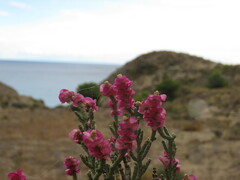 Anabasis articulata