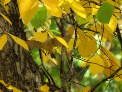 Phylloscopus trochiloides