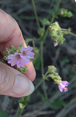 Mirabilis nyctaginea