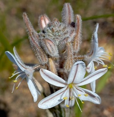 Trachyandra hirsutiflora