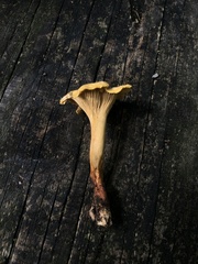 Cantharellus
