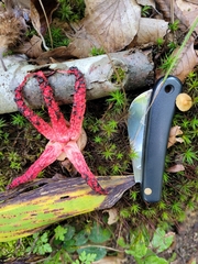Clathrus archeri
