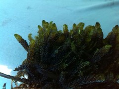 Scorpidium scorpioides