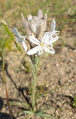 Trachyandra hirsutiflora