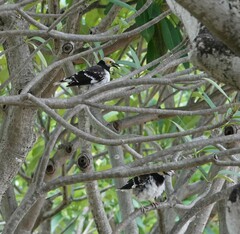 Gracupica nigricollis