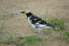 Gracupica nigricollis