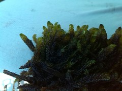 Scorpidium scorpioides