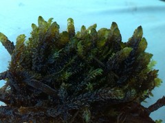 Scorpidium scorpioides