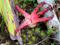 Clathrus archeri