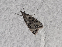 Eudonia truncicolella