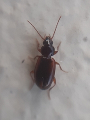 Trechus quadristriatus