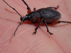 Otiorhynchus cardiniger